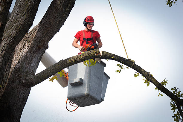 Best Storm Damage Tree Cleanup  in Hart, MI