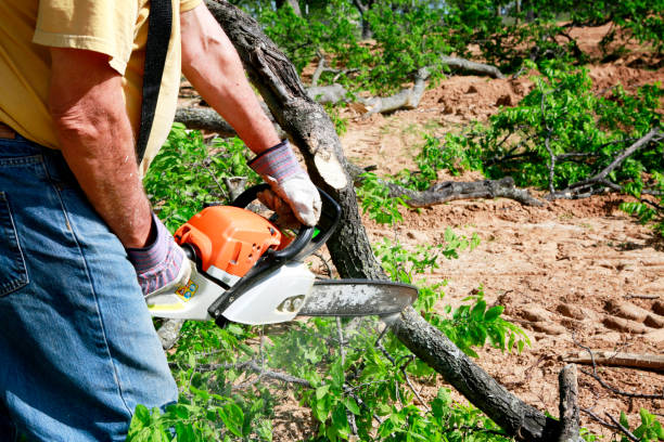 Best Tree Preservation Services  in Hart, MI